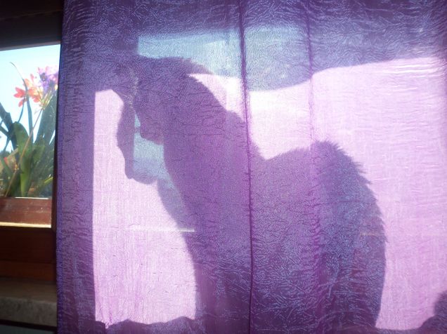 Peppa dietro la tenda !!!