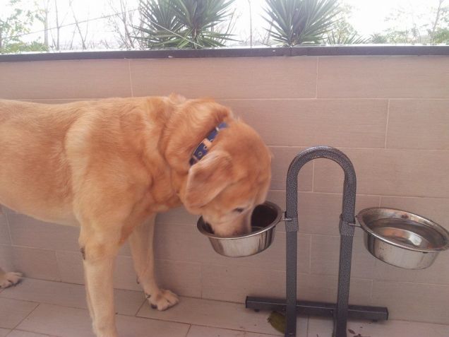 Con la nuova scodella...