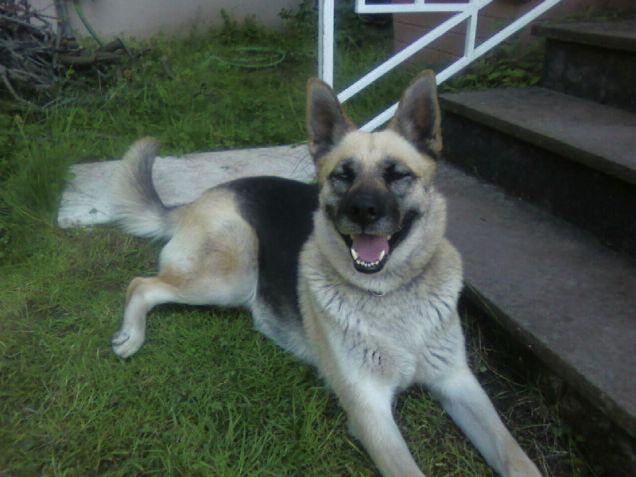 la cucciolona nel suo regno