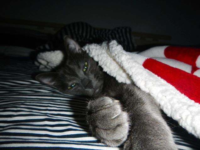 Good morning  Mr.Cooper