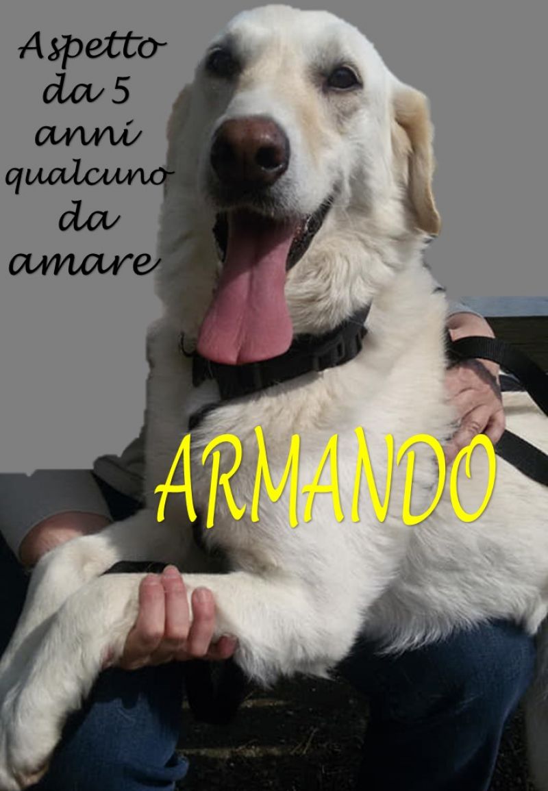 Armando simil golden