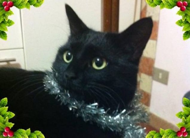 Pronta per un regale Natale