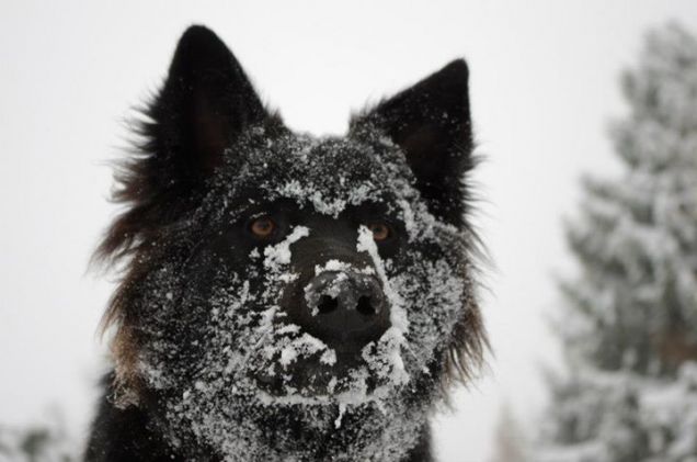 QUANTO MI PIACE LA NEVE