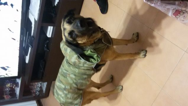 Thor con il cappotto nuovo! 