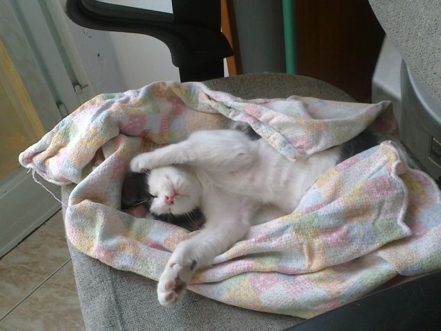 snake si sta svegliando..