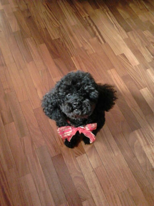 Pronta per il natale 