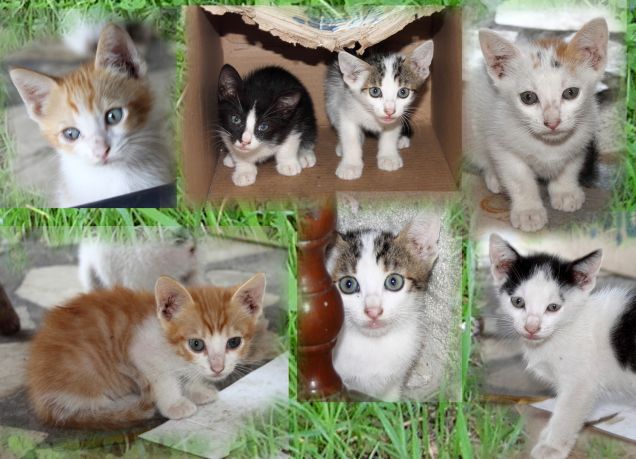 i pelosetti che ho fatto adottare!!