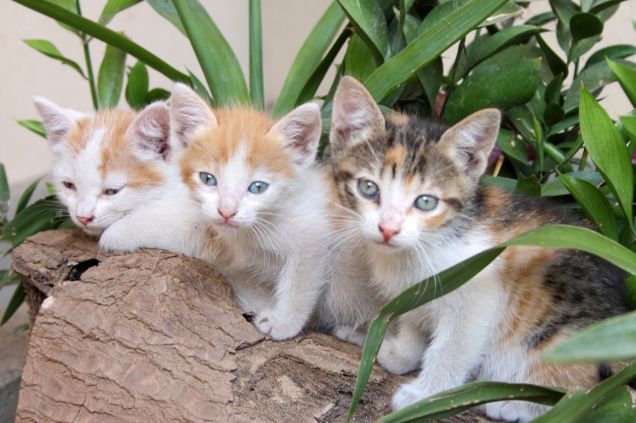 teneri musetti al sole!!