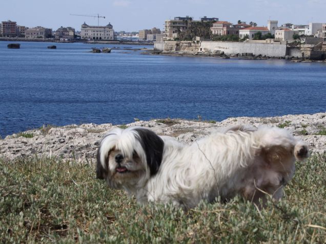 rocco e vista su ortigia