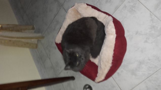 puffa nella nuova cuccia