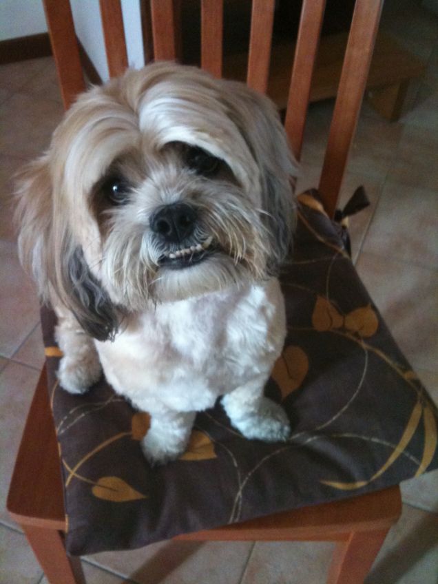 la mia bambina pelosa milou