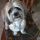 milou