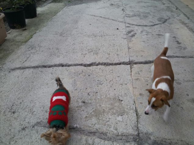 a passeggio con la mia 'amica' sasha!!