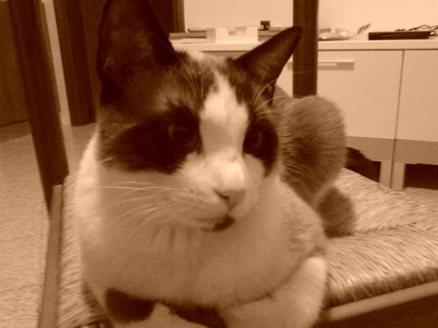 Il barone sulla sedia (Nyan)