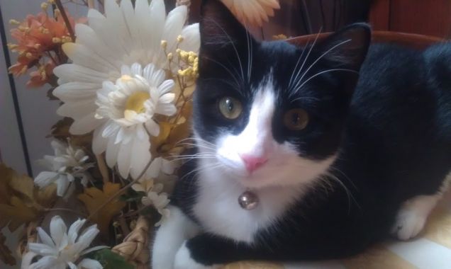 Silvestro che dice 'so' un mito!'