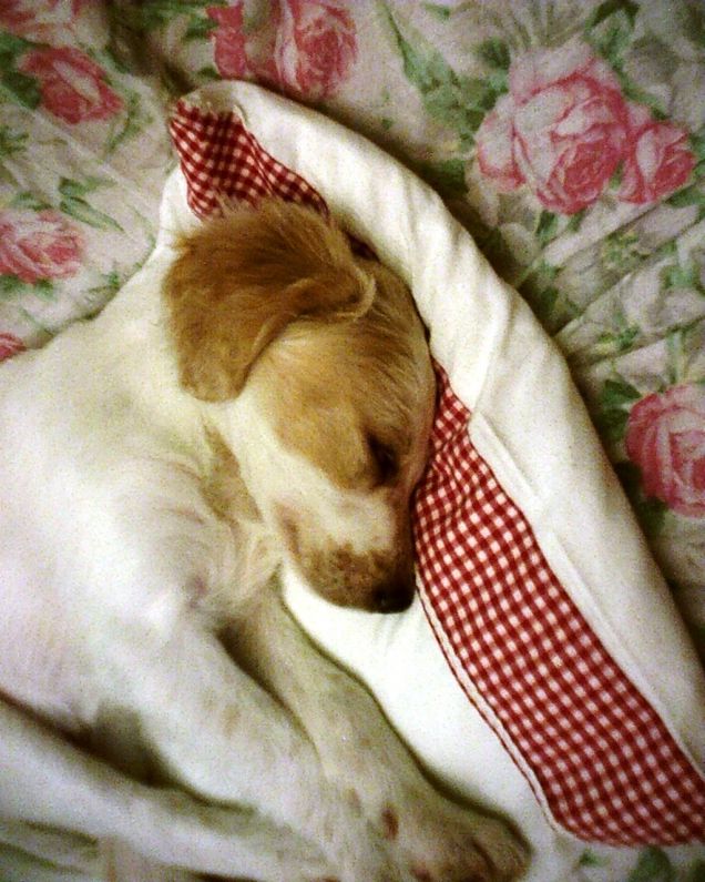 Trilly il giorno in cui è arrivata a casa 