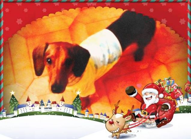 Un buon natale a tutti da Bassotto! 