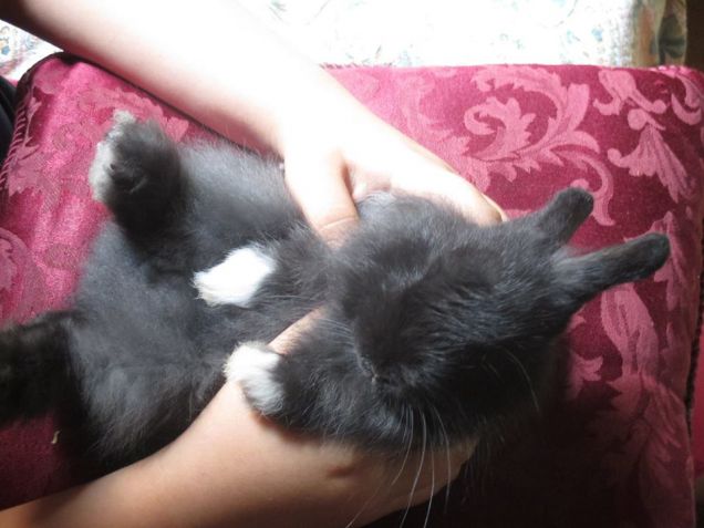 Ciuffo ama i massaggi 