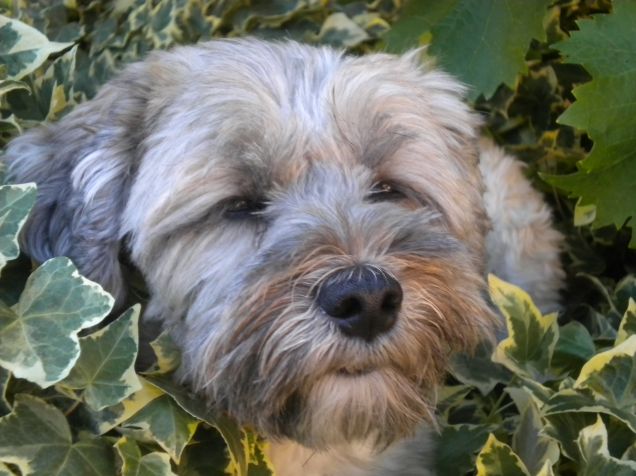 ...BELLE SI NASCE...