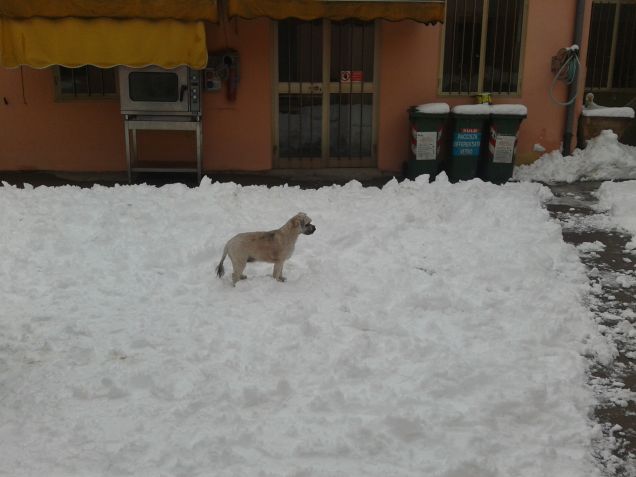 la guardiana delle nevi