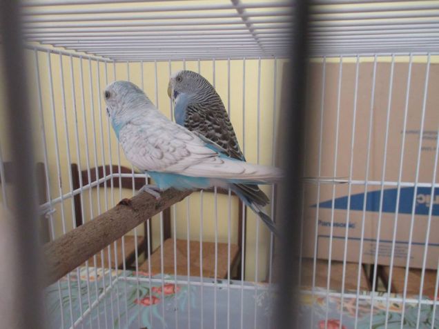 i miei genitori. Gelsomino