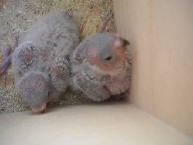 Gelsomino a due settimane