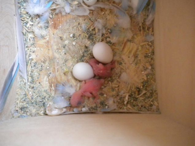 Gelsomino appena nato