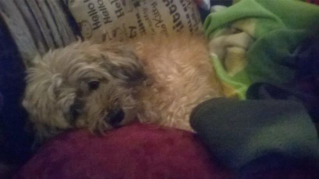 eh si...sono proprio un pasha'