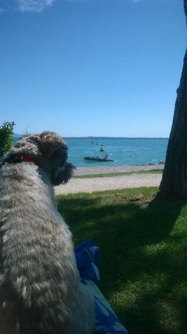 ho sentito un'anatra!!