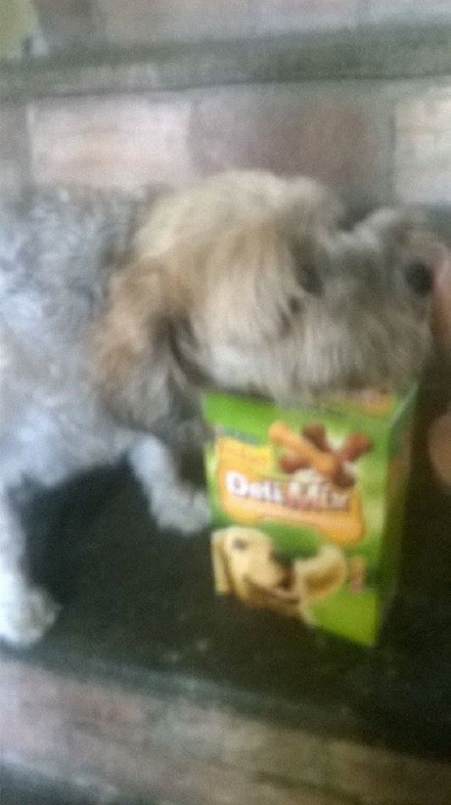 dammi un biscotto...ti prego!!!