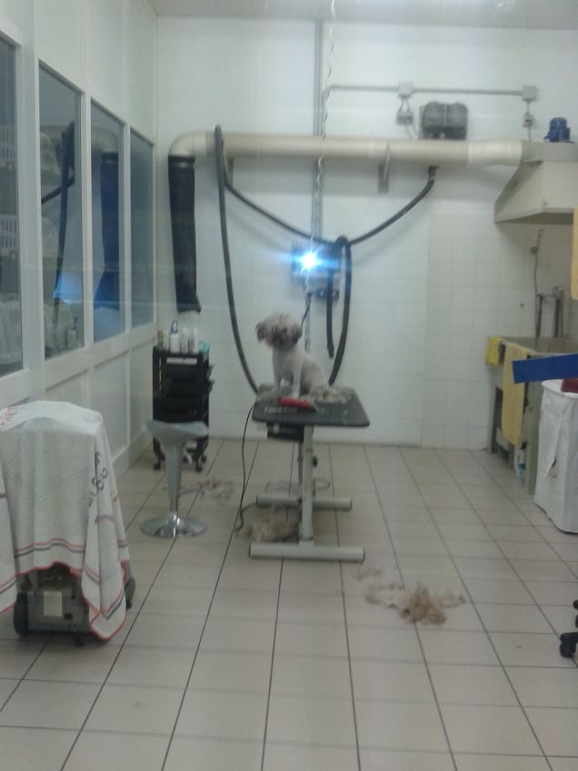 odio la toelettatura!!!!