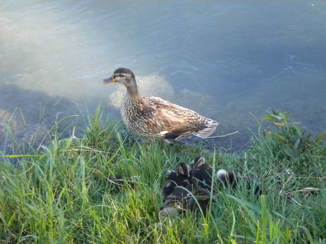 anatroccoli al lago di Garda