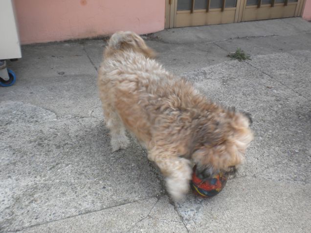 mi piace un sacco questo pallone grande!!! ora e'mio ^_^
