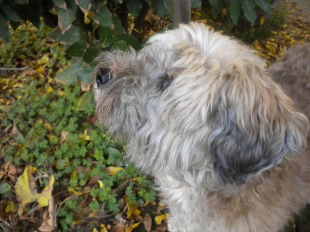 ti sto osservando uccellino....