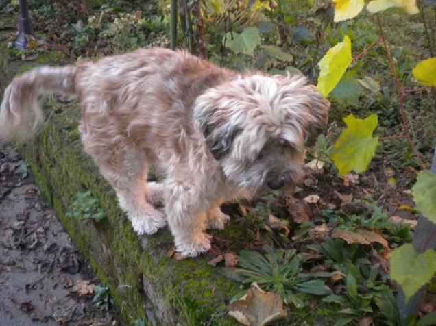 ^_^ c'e'un pettirosso qui!