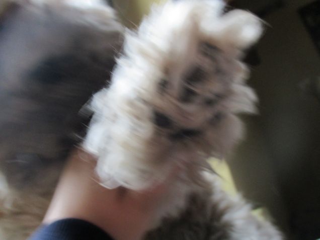 un saluto ...zampa da orso!