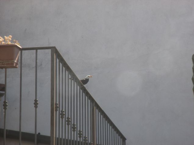 Vi presento ' Merlino' !