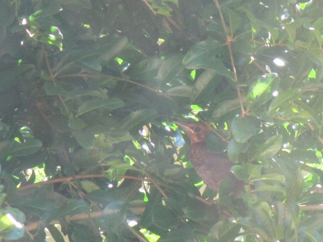 io sono il figlio di Merlino