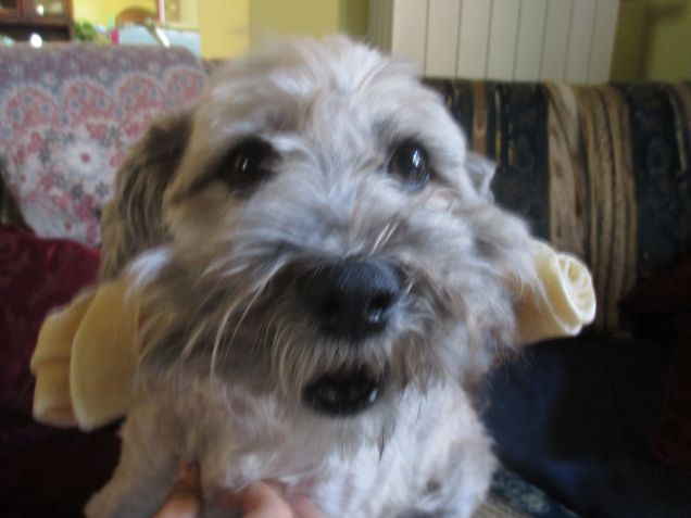 la mia passione..gli ossi!!!