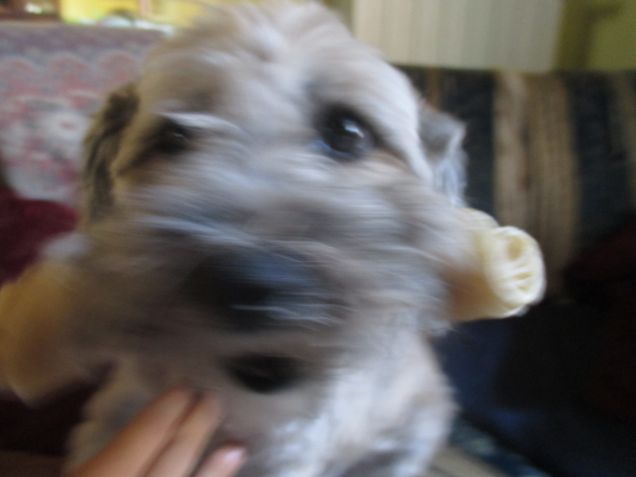 l'osso non si tocca!!!!