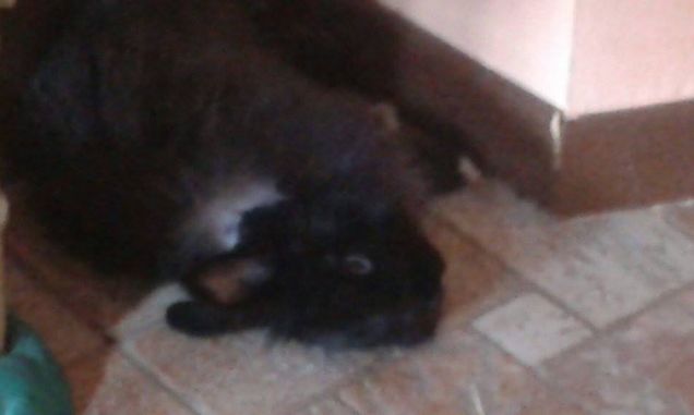 buonanotte Ciuffo...