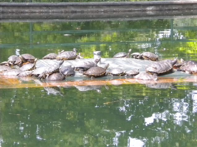 tartarughe ne abbiamo???