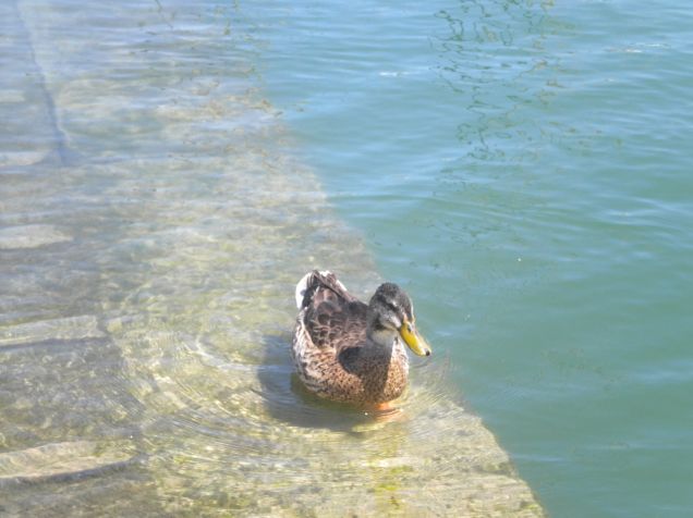 vieni qua!!! qua qua