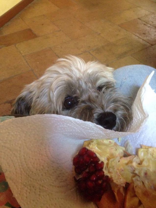 mamy vorrei il melograno....