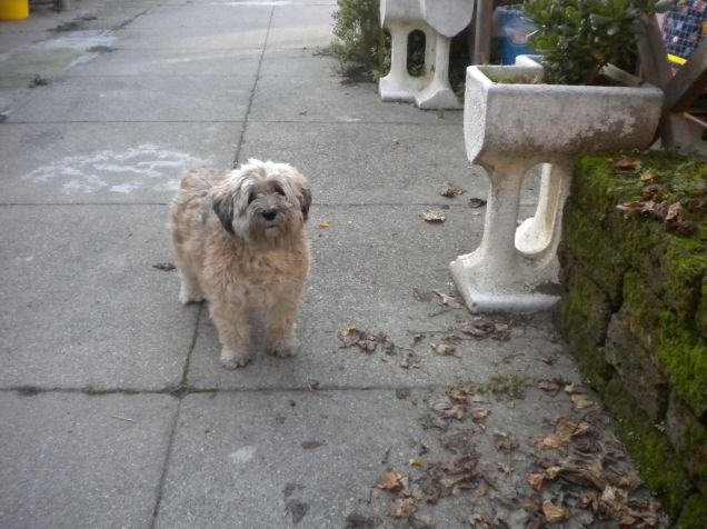 mamy quante foglie...le togliamo?