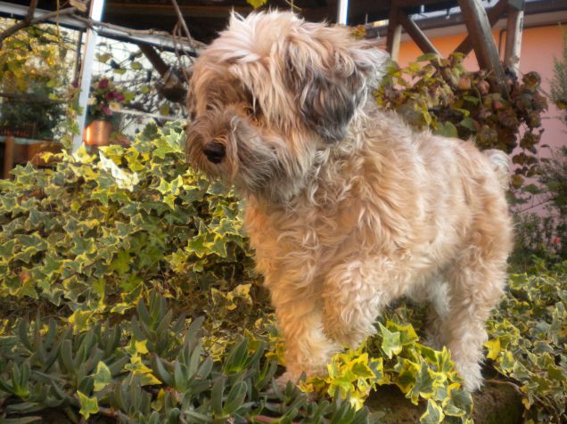 lucertola,ti ho sentita!