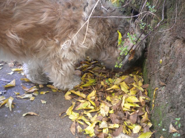 cosa c'e'nelle foglie?