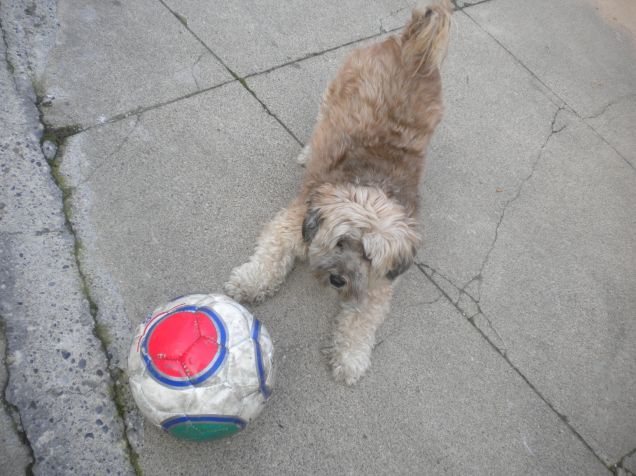 calcio femminile under-dog ahahaha