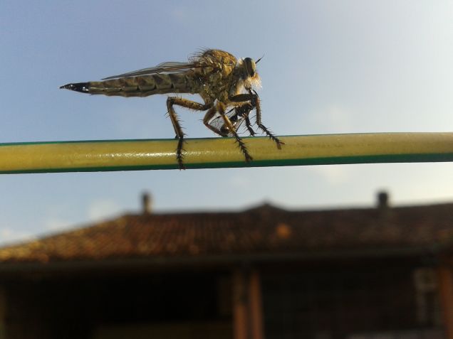 libellula scendi..devo stendere i panni!!!