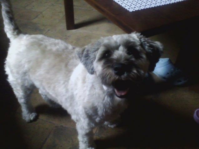 la prima toelettatura